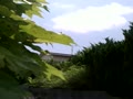 動画:uguisu2